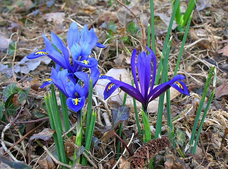 Lirio azul ... Iris reticulata